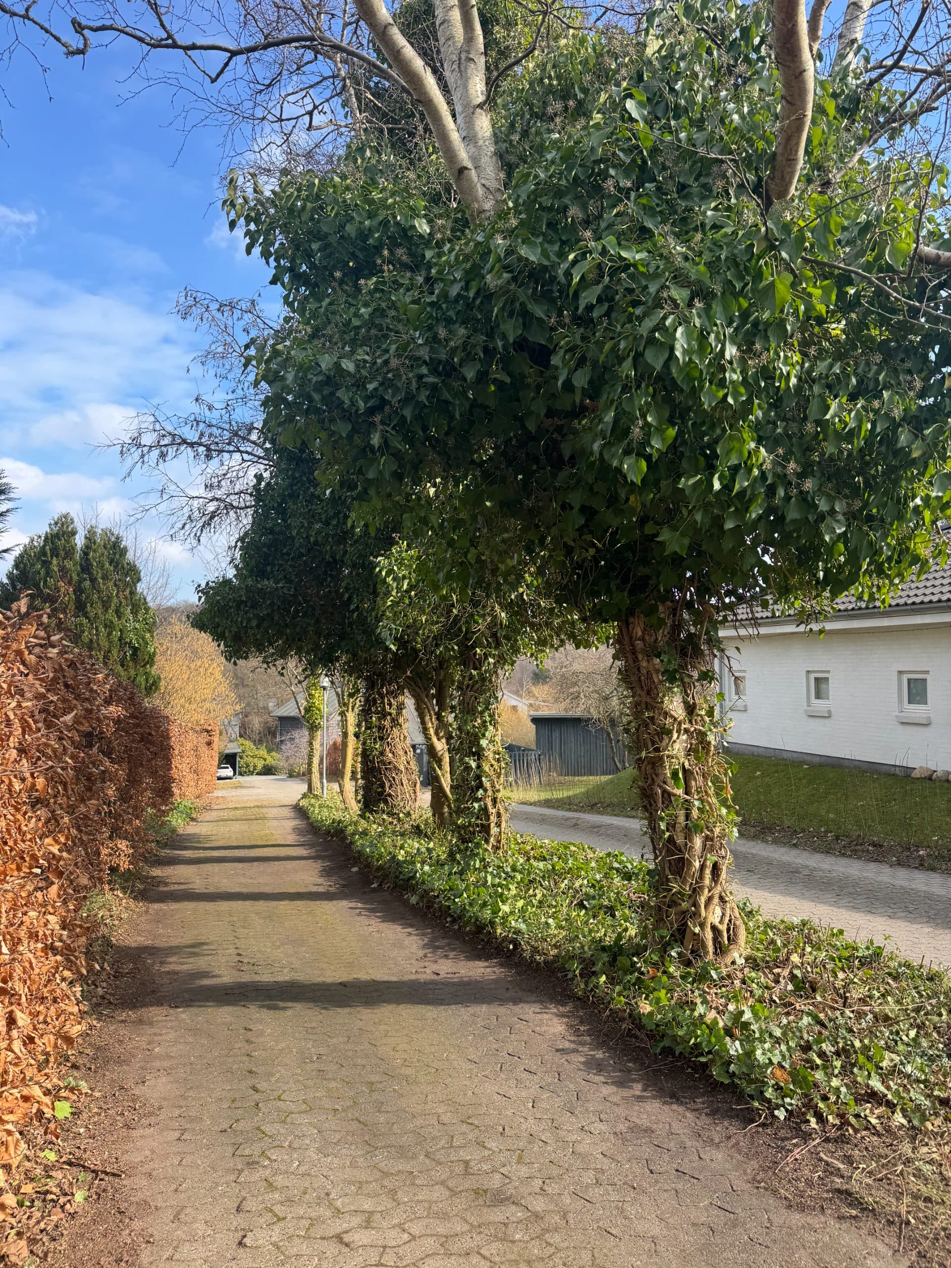 Trørød